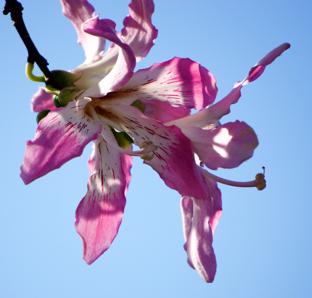 Floss silk tree  by eudora