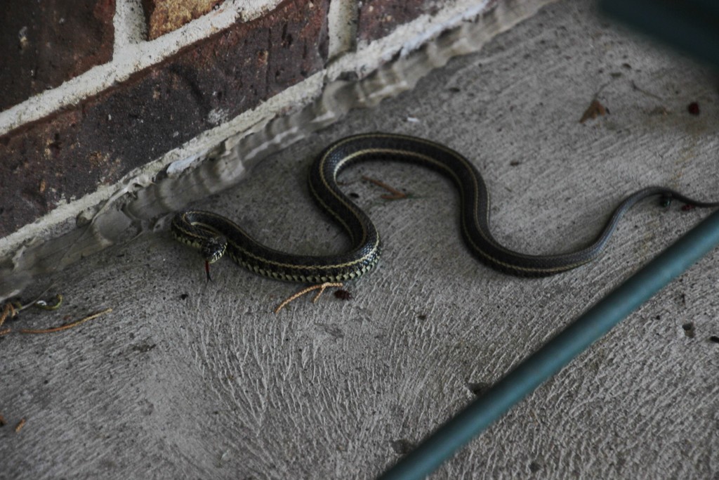 Garter snake on front porch! by bjchipman