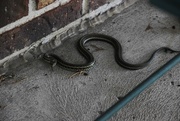 11th Oct 2016 - Garter snake on front porch!
