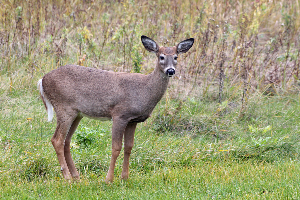Young White-tailed Deer by gaylewood