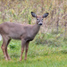 Young White-tailed Deer by gaylewood