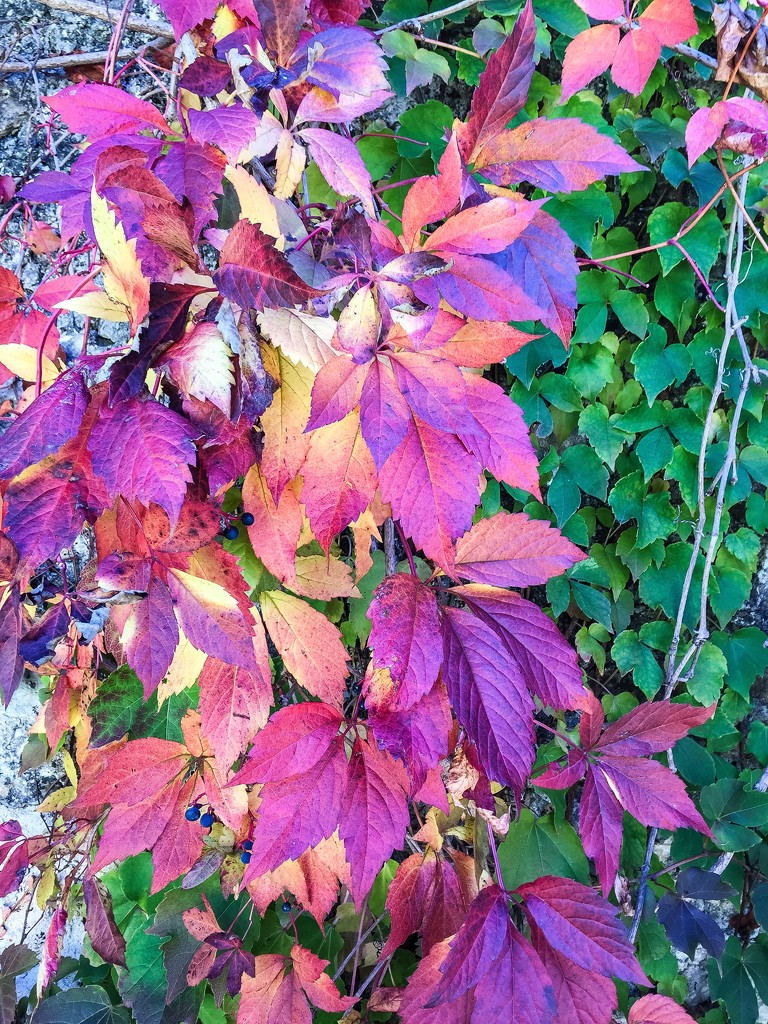 Colors of autumn.  by cocobella