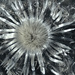 silver thistle by jerome
