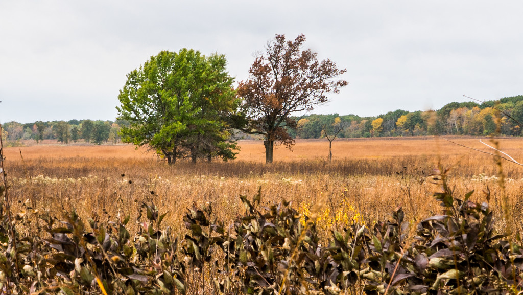 Landscape by rminer