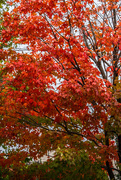 15th Oct 2016 - Maple red