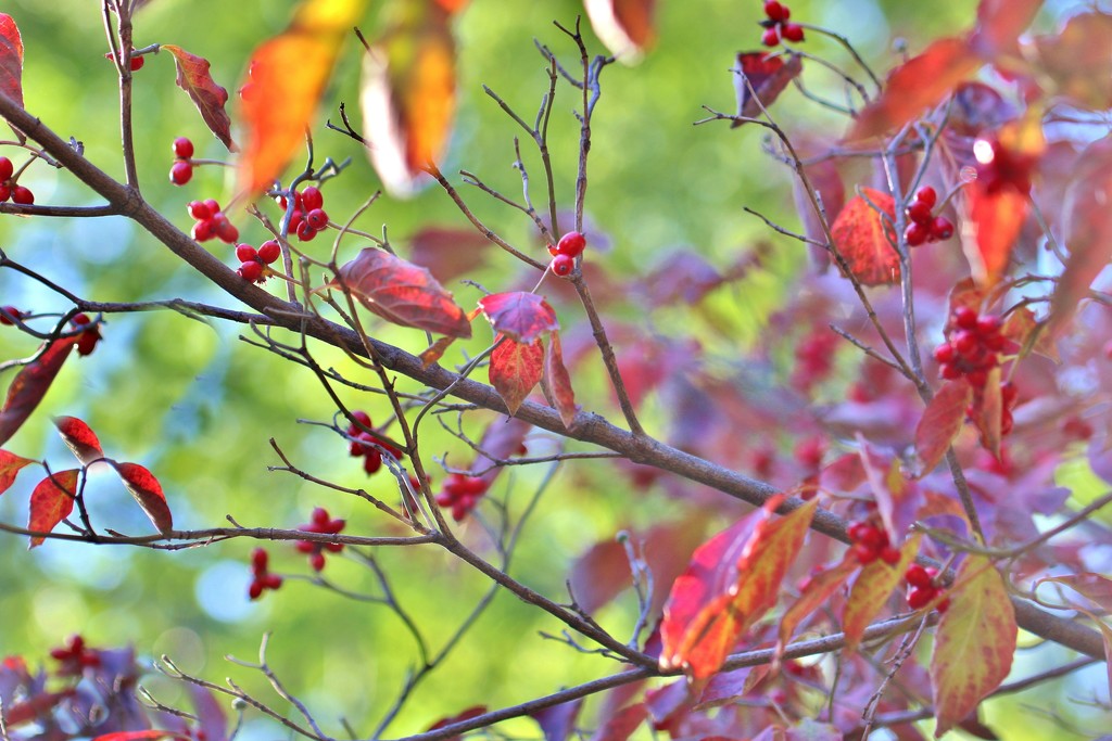 branches and berries by lynnz