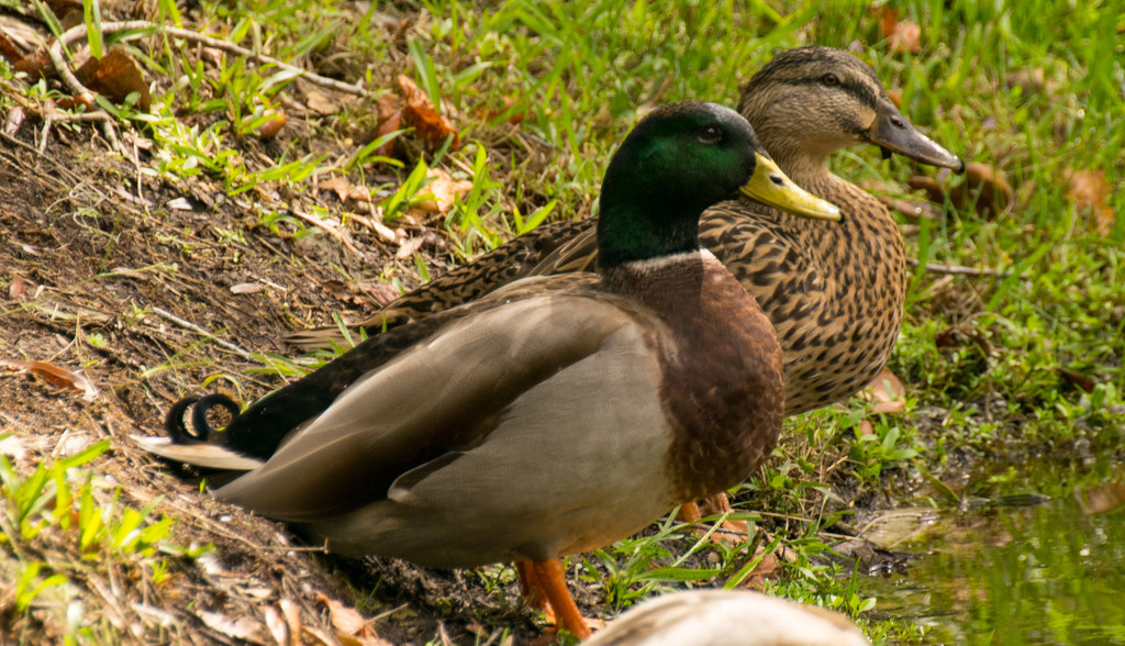 Ducks at Attention! by rickster549