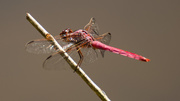 18th Oct 2016 - Pink Dragonfly!