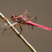 Pink Dragonfly! by rickster549