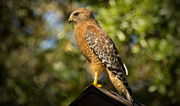 18th Oct 2016 - Red Shouldered Hawk!