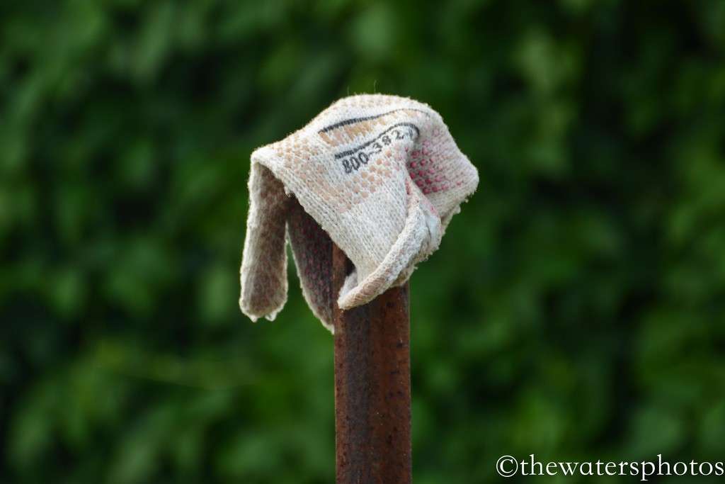Glove in the garden by thewatersphotos