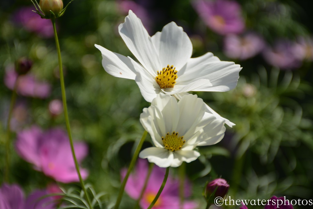 White Cosmos by thewatersphotos