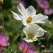 White Cosmos by thewatersphotos