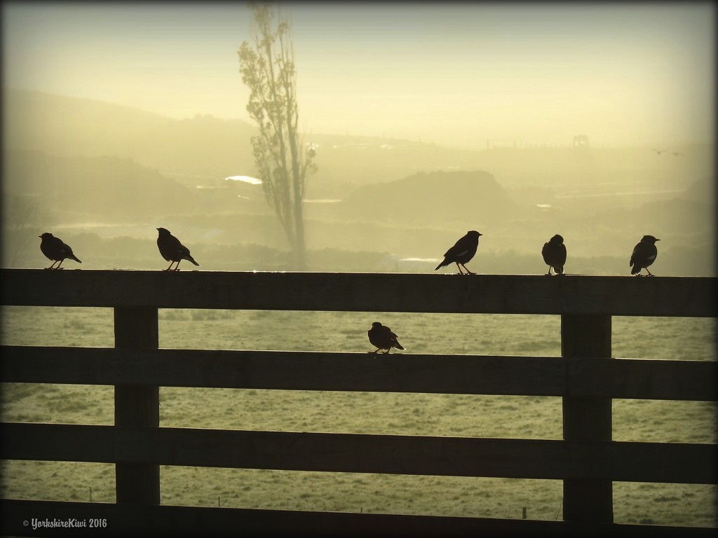 Birds in the mist by yorkshirekiwi