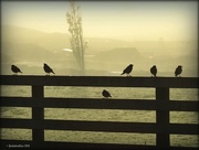19th Oct 2016 - Birds in the mist