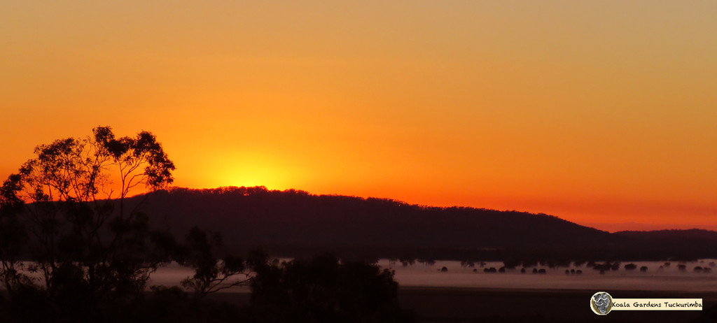 daybreak by koalagardens