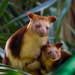 Tree-kangaroos by gosia
