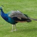 Peacock by susiemc
