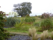 11th Oct 2016 -  Grasses and The Great Glasshouse 