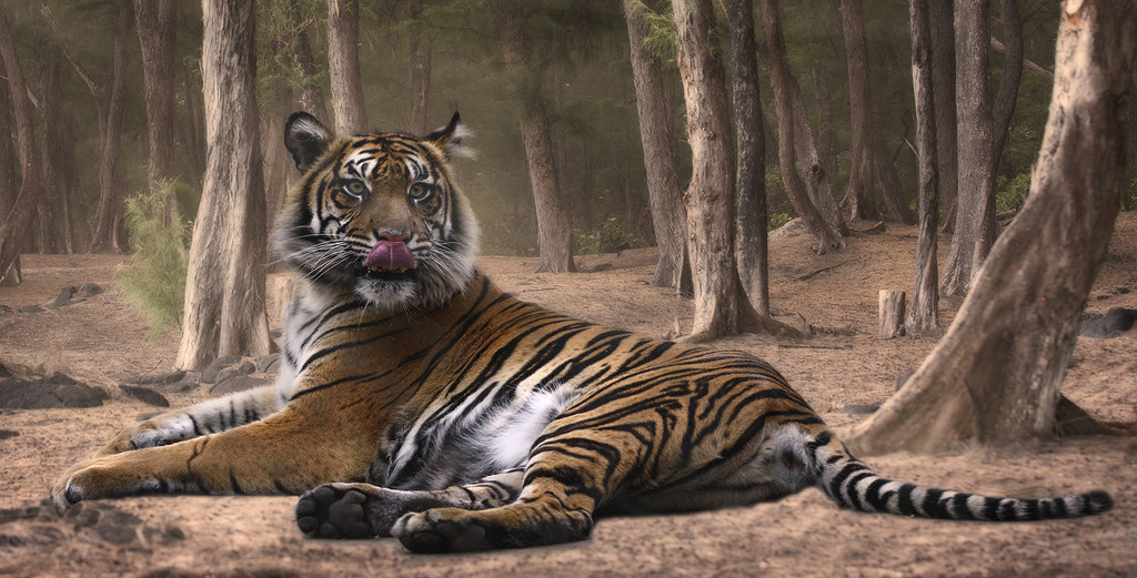 Tiger with Background warming filter by jgpittenger