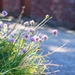 Ladybirds & sunny chives. by happypat