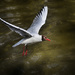 Black-headed gull swooping by davidrobinson