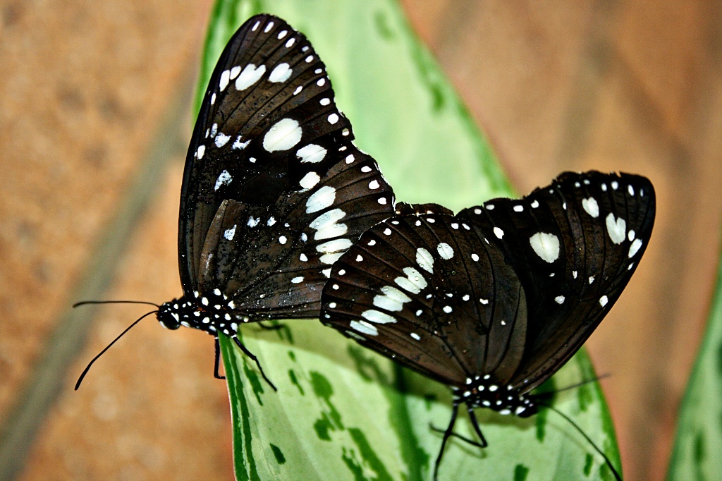 butterflies by corymbia
