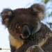 bit softer by koalagardens