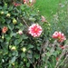 Moulton Flowers by g3xbm