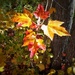 The leaves by joansmor