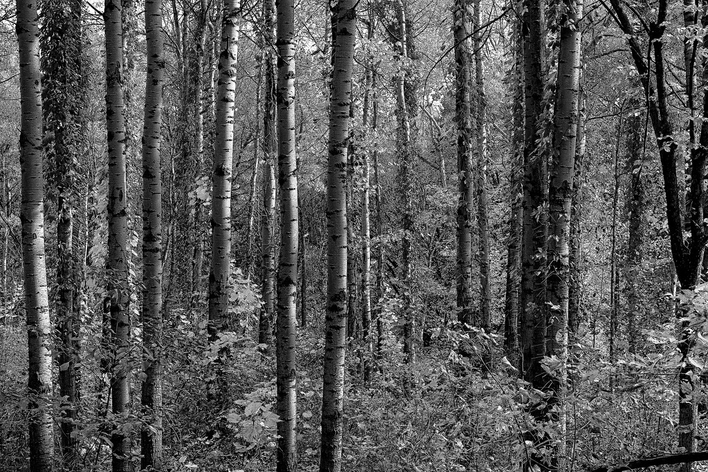 Autumn Vines B & W by tosee