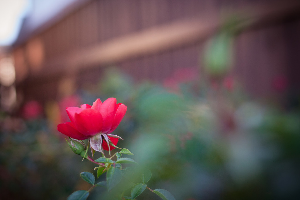 Rose Garden by tina_mac
