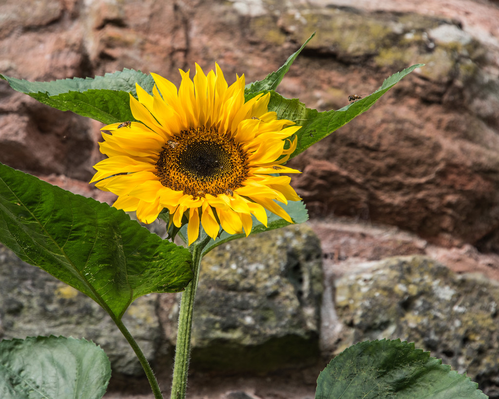 Lonely-Sunflower by ianjb21