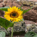 Lonely-Sunflower by ianjb21
