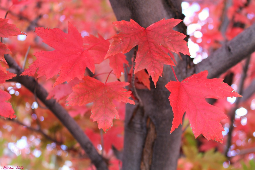 Red Maple Tree by harbie