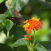 Skipper butterfly by congaree