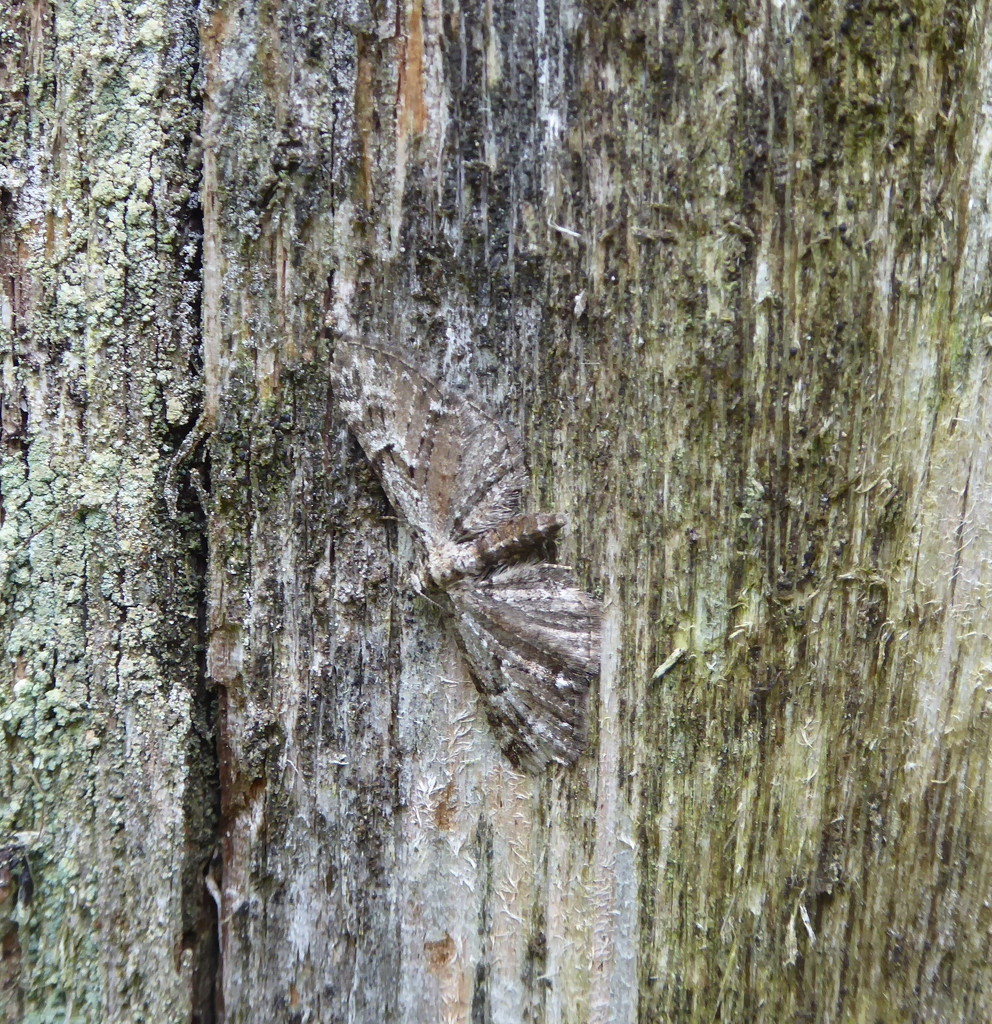 Moths of the Highlands 7 Juniper pug  by steveandkerry