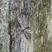 Moths of the Highlands 7 Juniper pug  by steveandkerry
