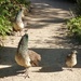  Peahens and Baby  by susiemc