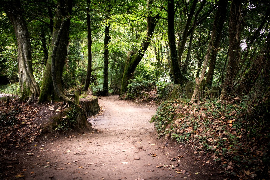 A walk in the woods by swillinbillyflynn