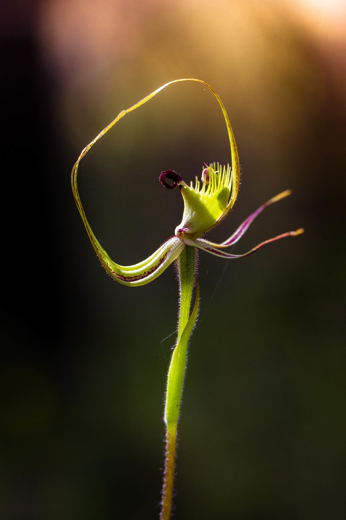 Green Spider Orchid...again. by jodies