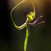 Green Spider Orchid...again. by jodies