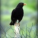 Blackbird on the Wire by yorkshirekiwi