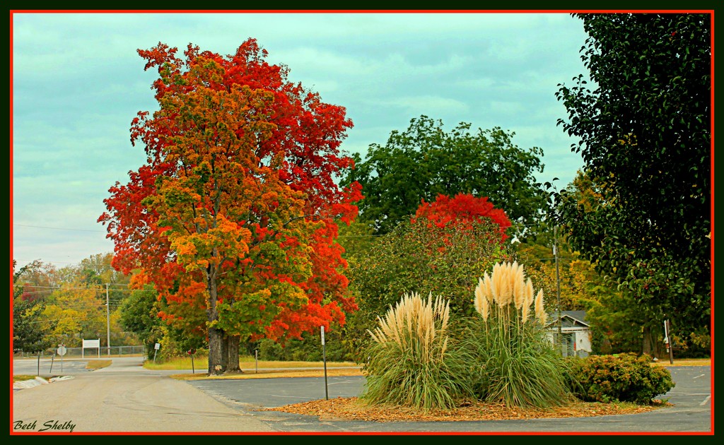 Fall Color in the Neighborhood. by vernabeth