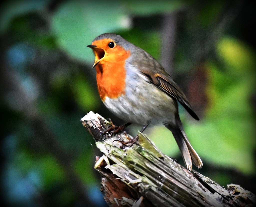 Singing his autumn song by rosiekind