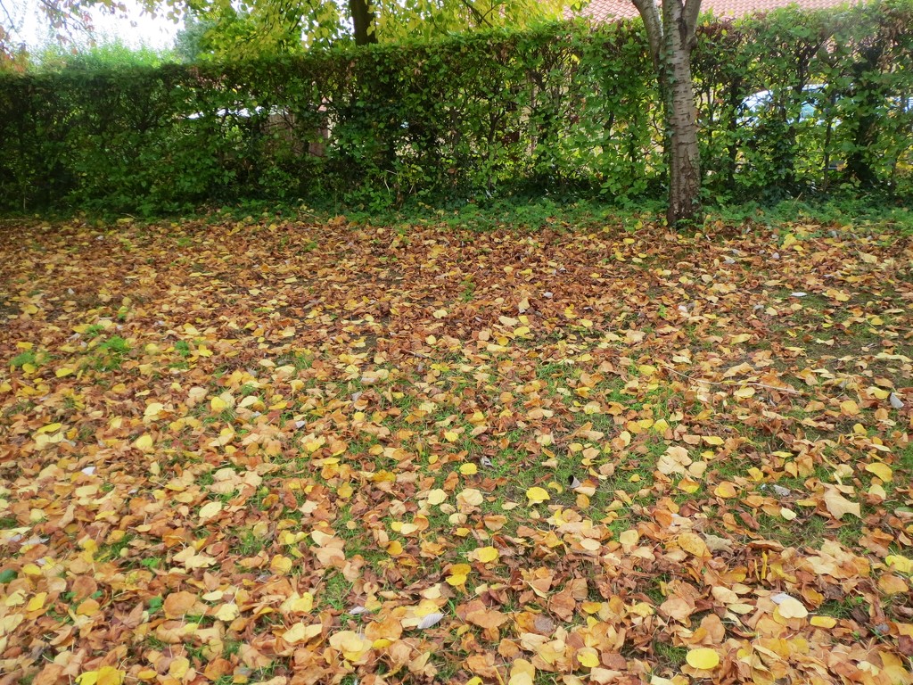 Carpet of Leaves by foxes37