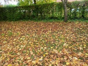 20th Oct 2016 - Carpet of Leaves