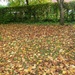 Carpet of Leaves by foxes37