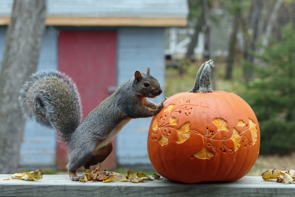 I'm here for peanuts, not a pumpkin! by gaylewood