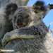 cuddlepie by koalagardens